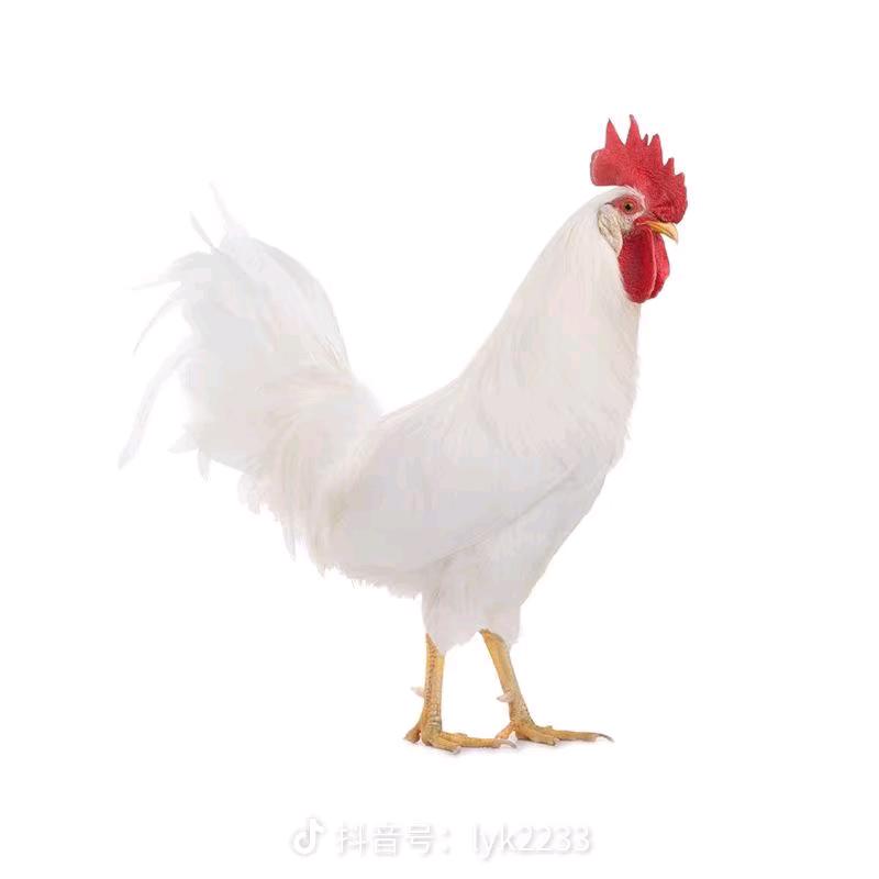 陪月亮熬夜