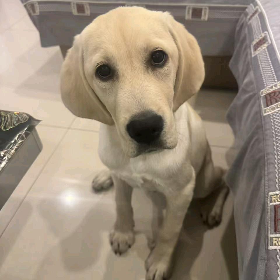 王者荣耀，尚尚