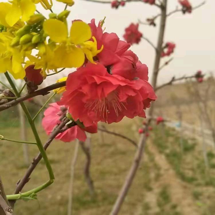 鲍