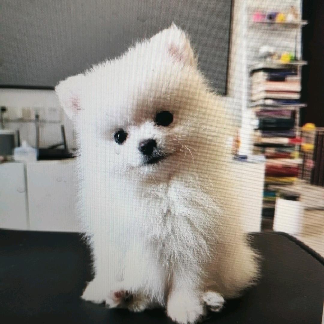 萌宠部落百货精品小铺