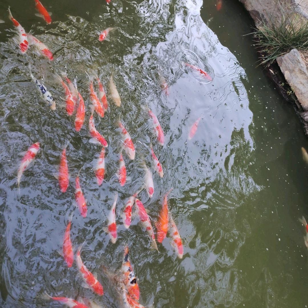 向阳花开