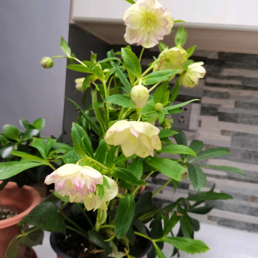 向阳而生🦱