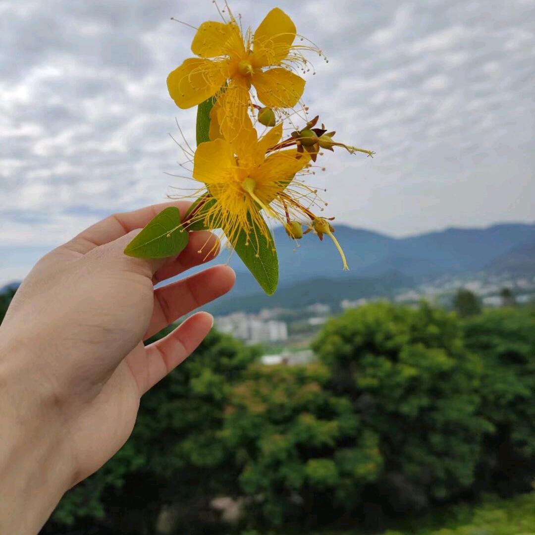 小小儿（赣南脐橙）