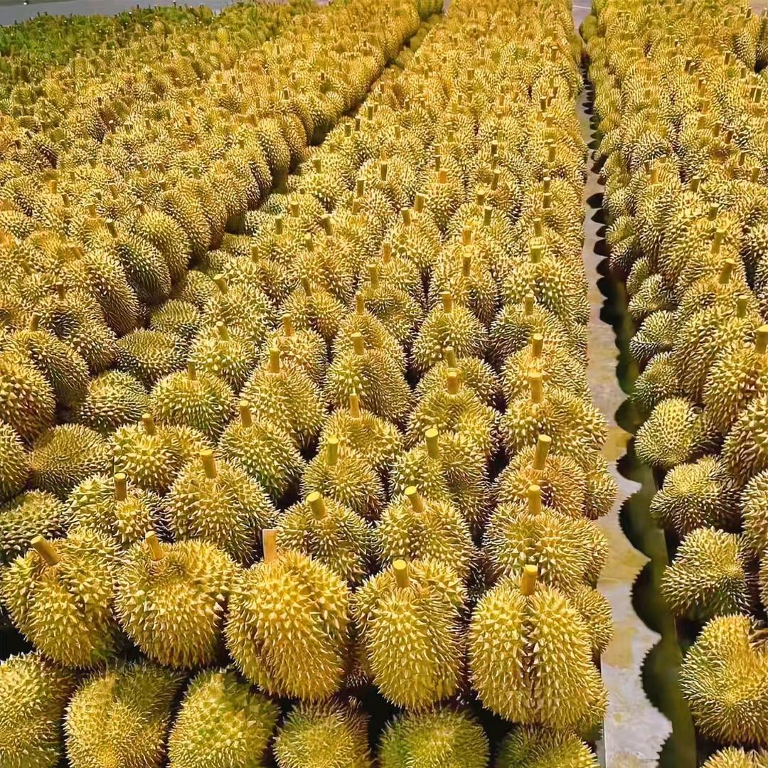 重生之我在八里庄卖榴莲