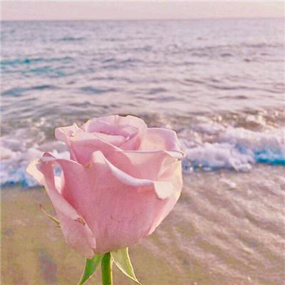 静待花开🌹