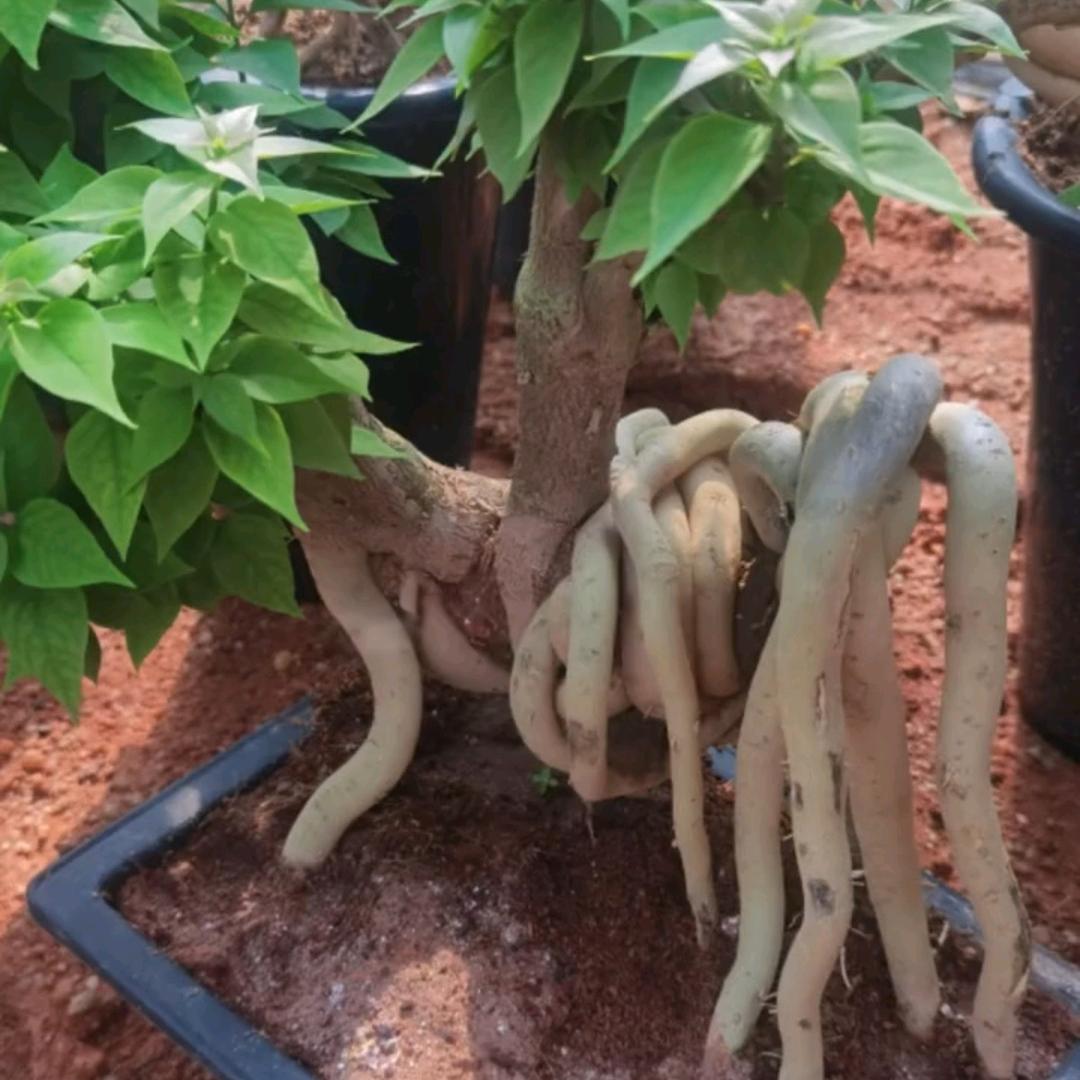 筱柚园艺