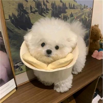 琪琪家首饰
