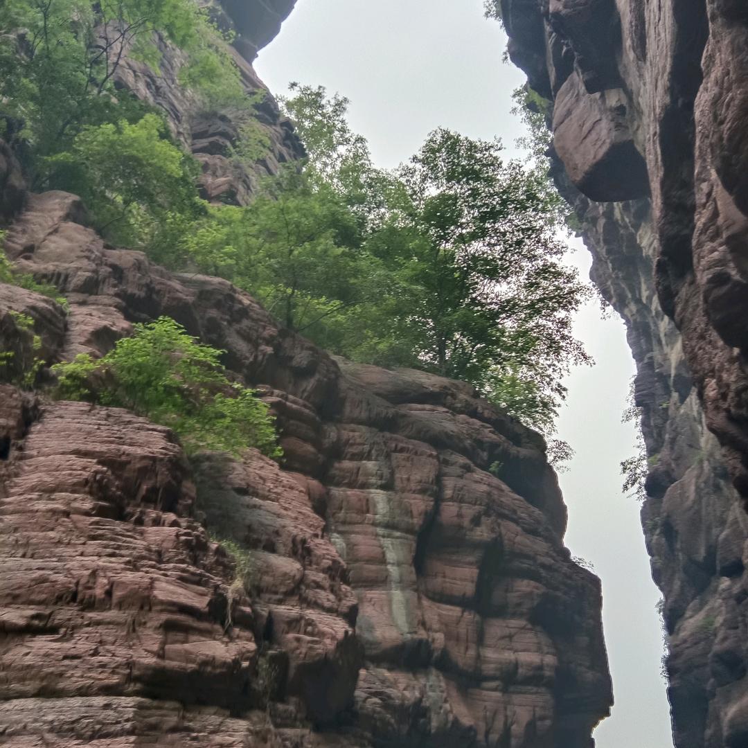 苦瓜