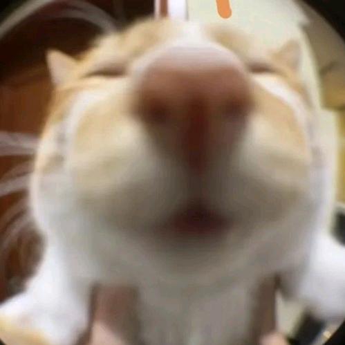 猪猪薯条