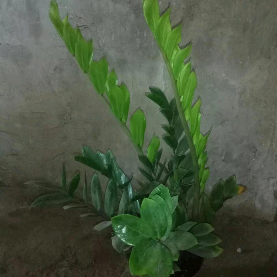 张梅