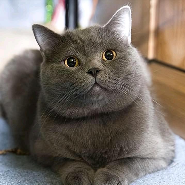 招财猫来了