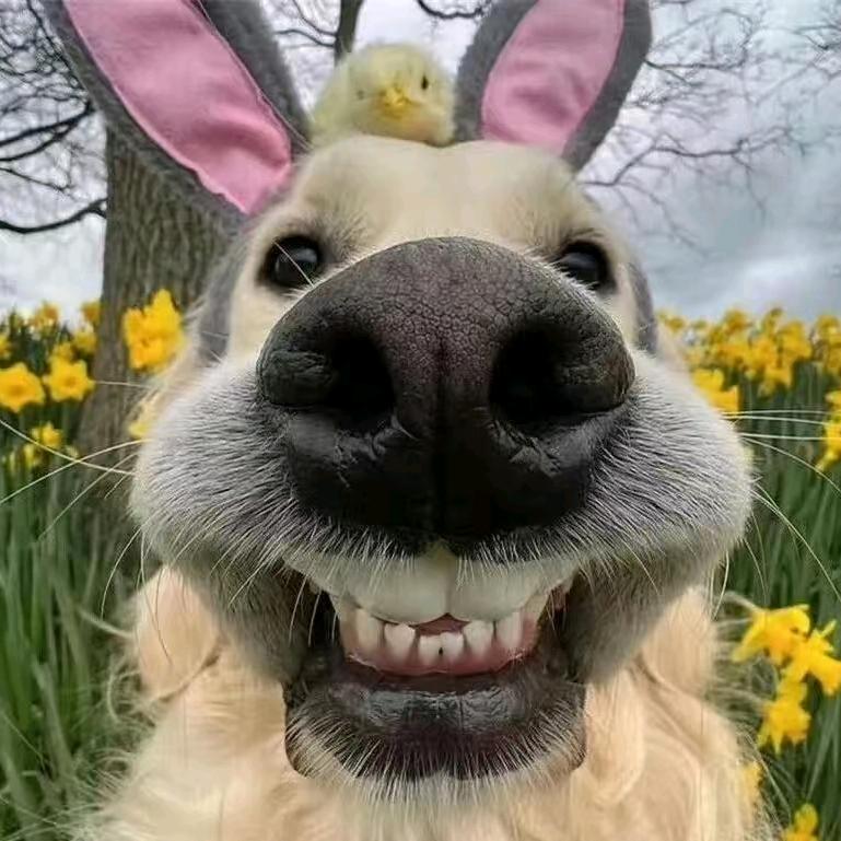 hao辣鸡腿堡（二创版）