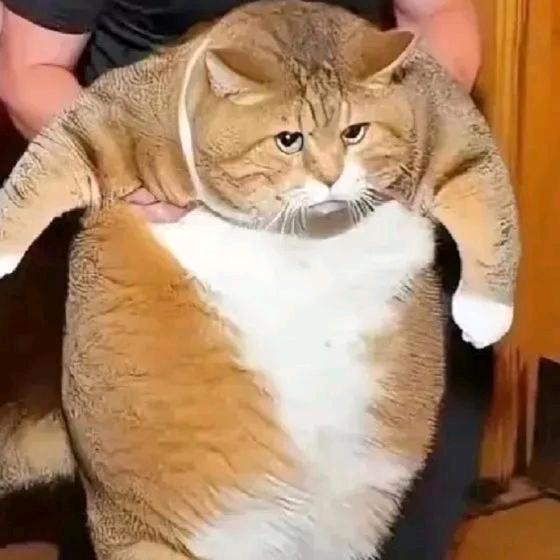 ╭☞就是这个锅锅🎣