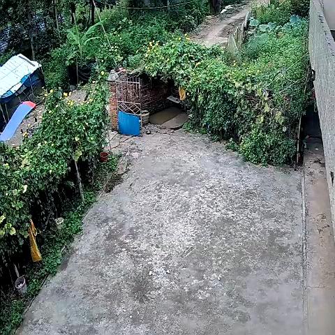 桂桂