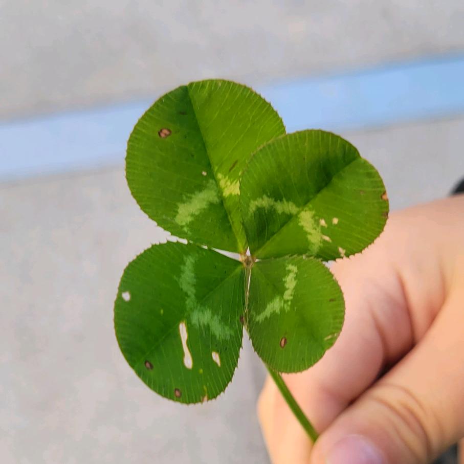 百米冲刺的蜗牛