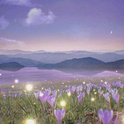 @迷迭草