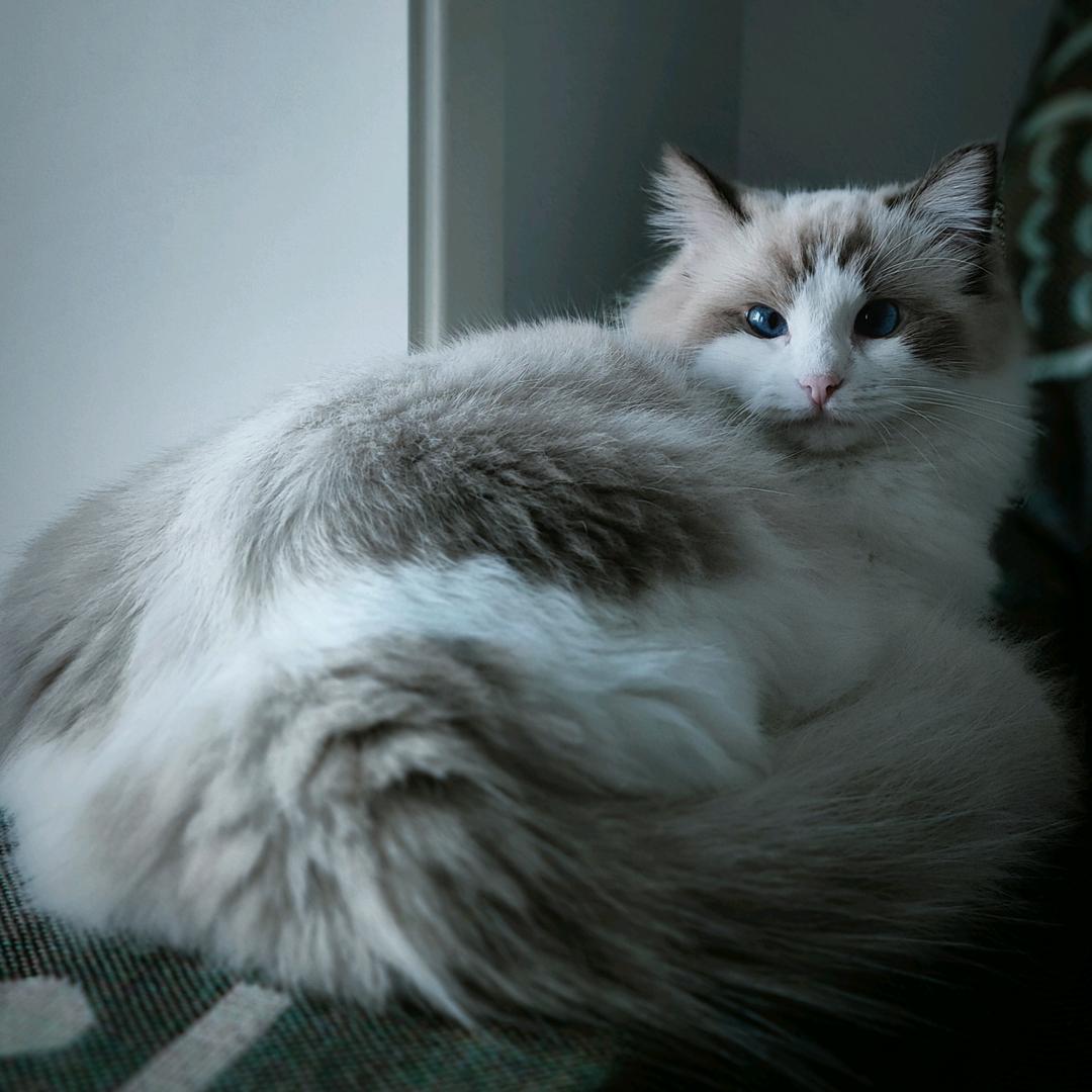 妃子