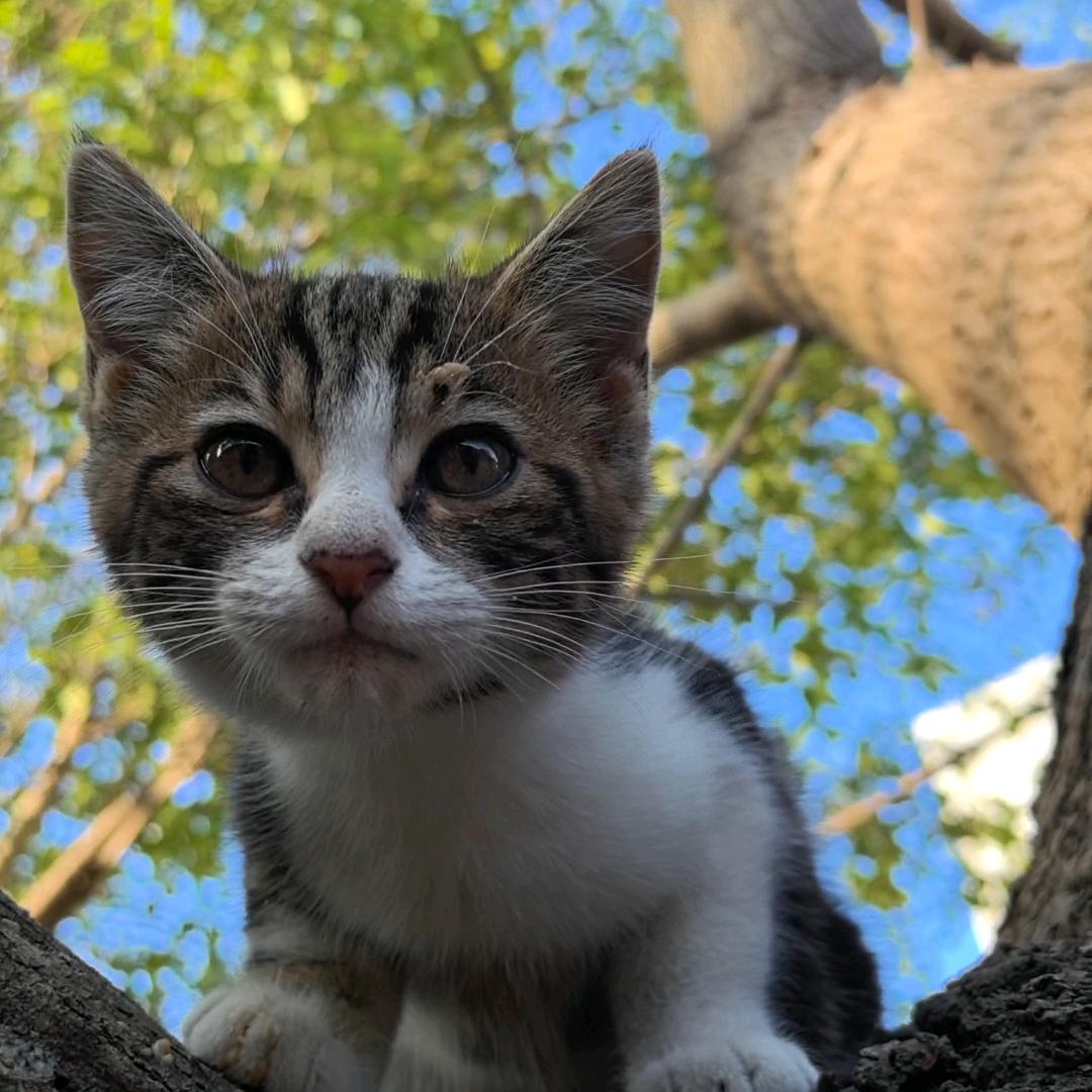 会看书的猫