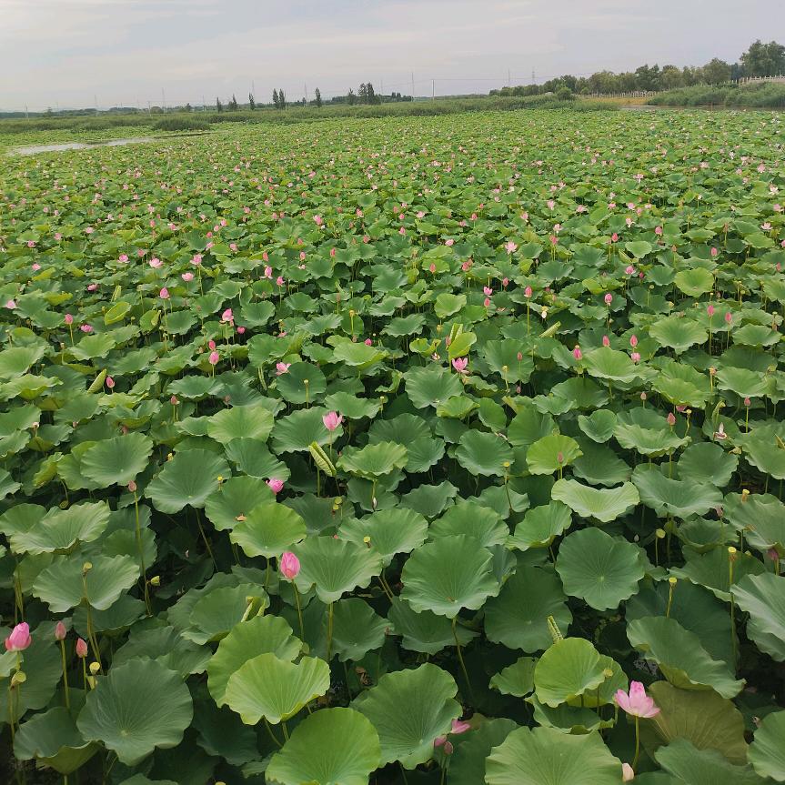 春华秋实，九紫财旺