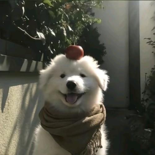 你奶奶个球.