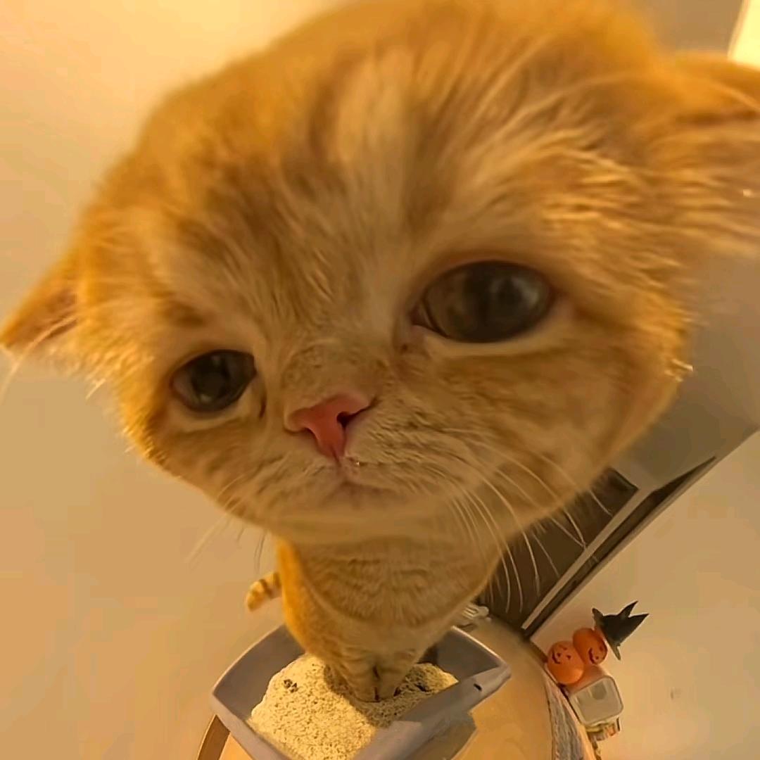 🦔（见过赵雷版）