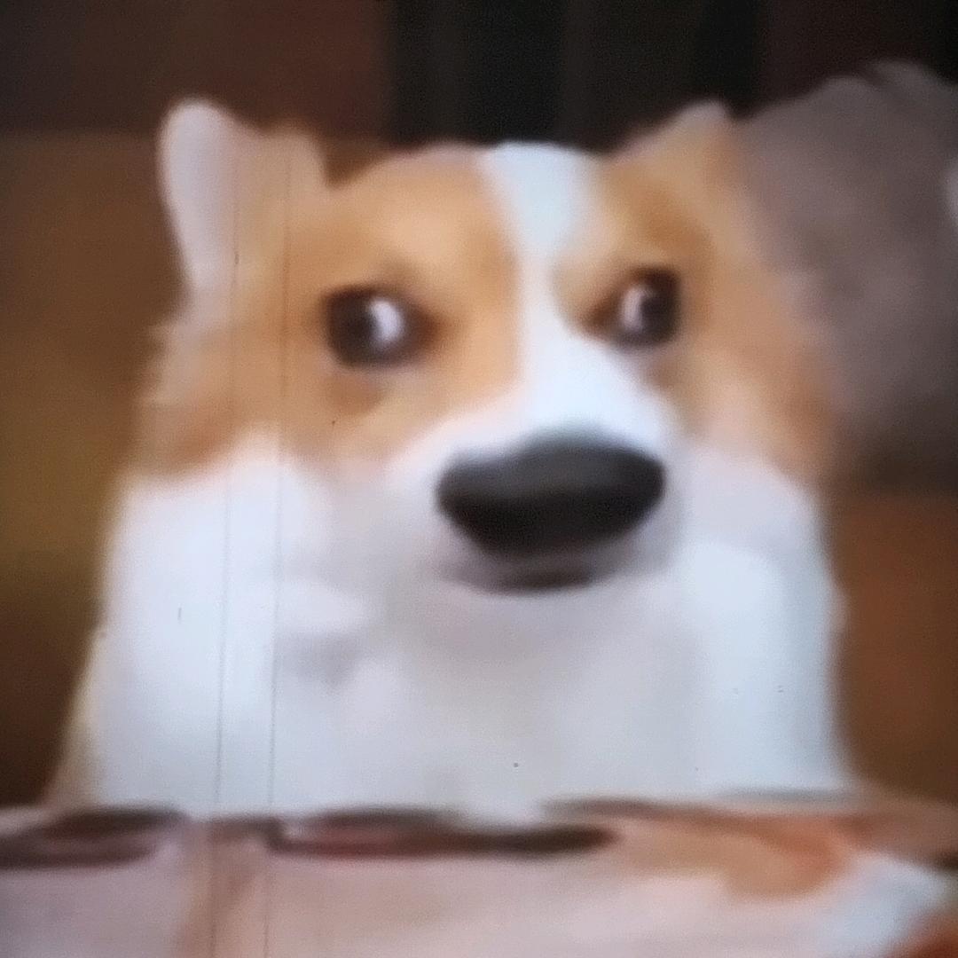 逗比