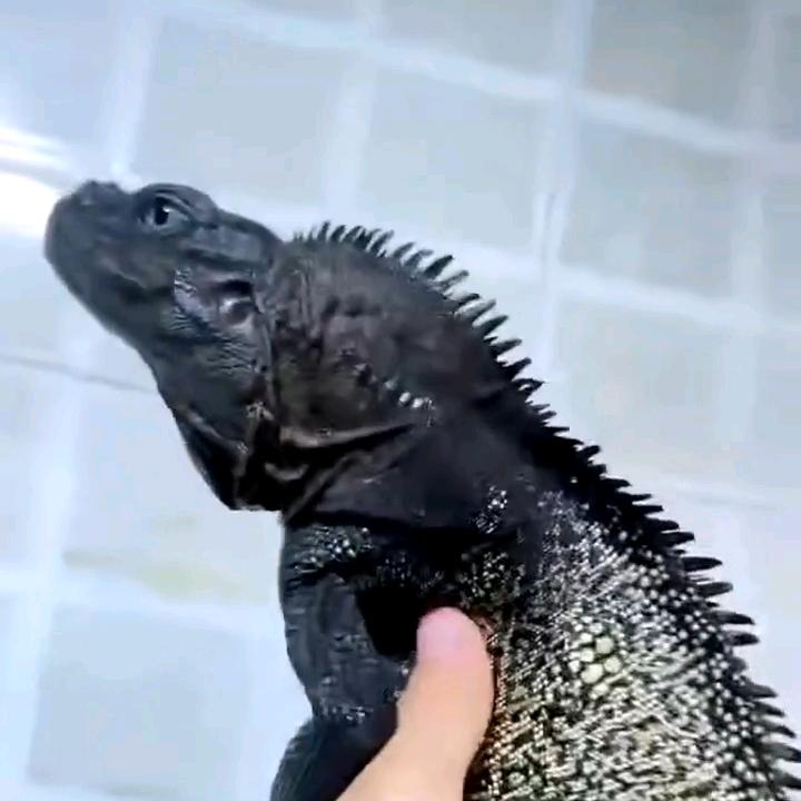l苆㈧褈婹孓L