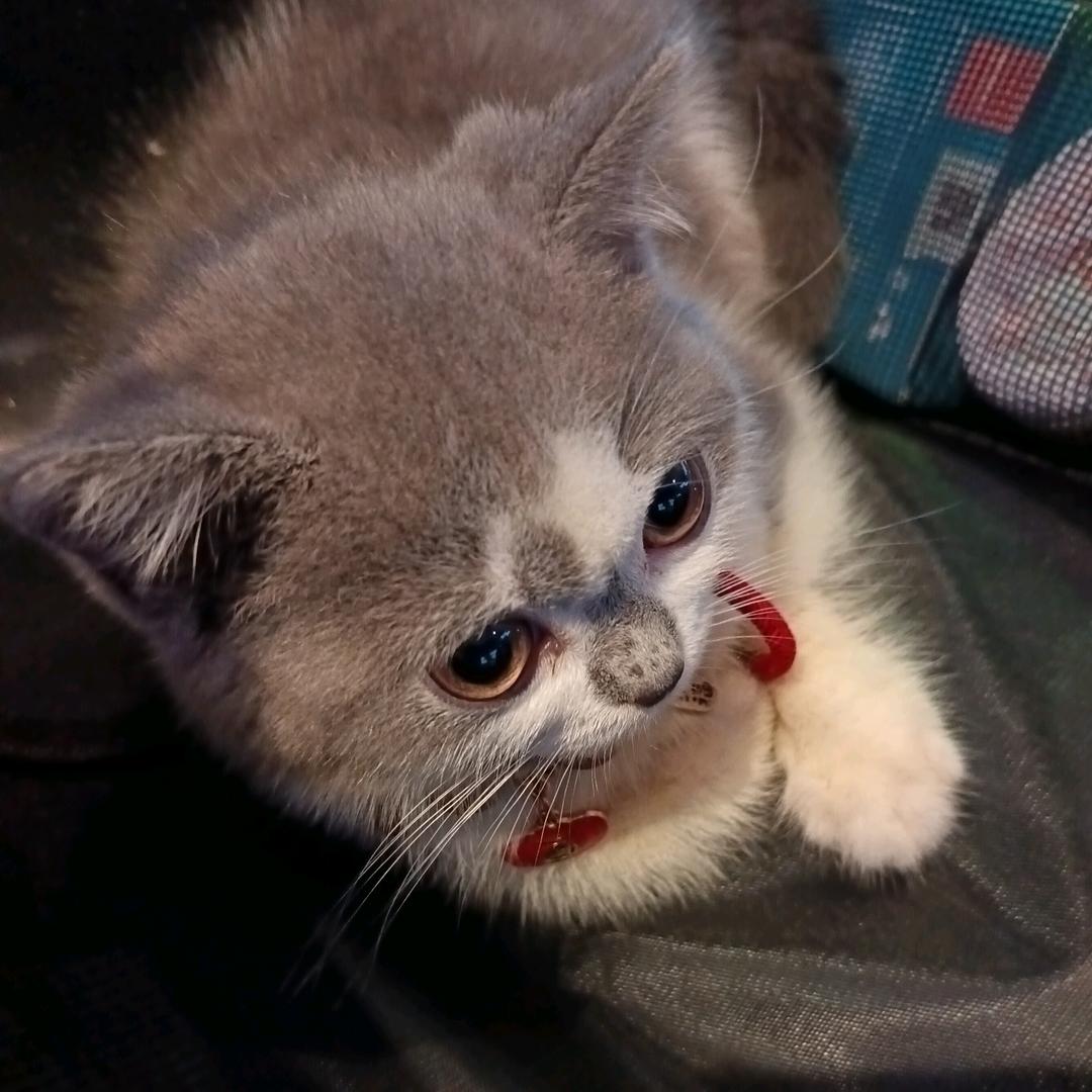 青璃🎲
