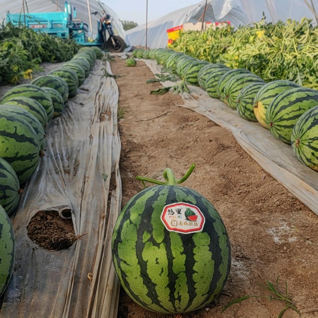 建哥🍉