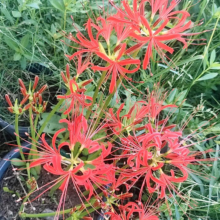 💖ღ沉᭄默ღ᭄ꦿ꯭💖