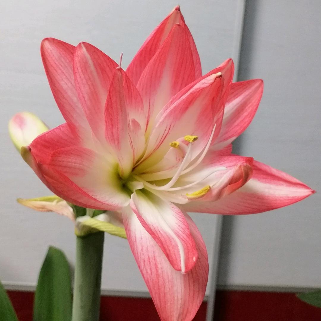 辣么漂亮滴花花头像