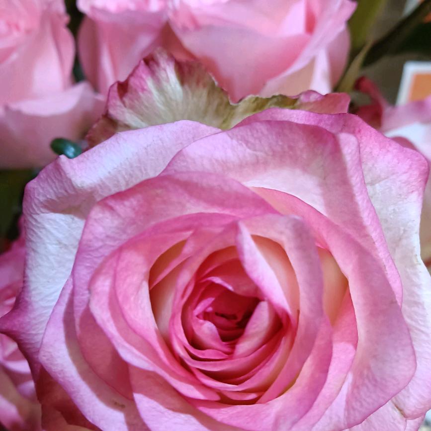 永远快乐❤️🌹