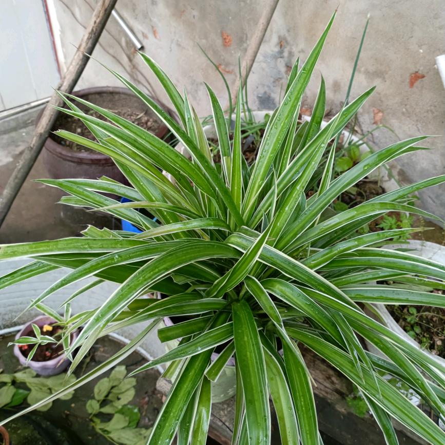 农村丫头有没有人关爱🌹🇨🇳