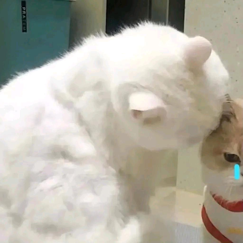気