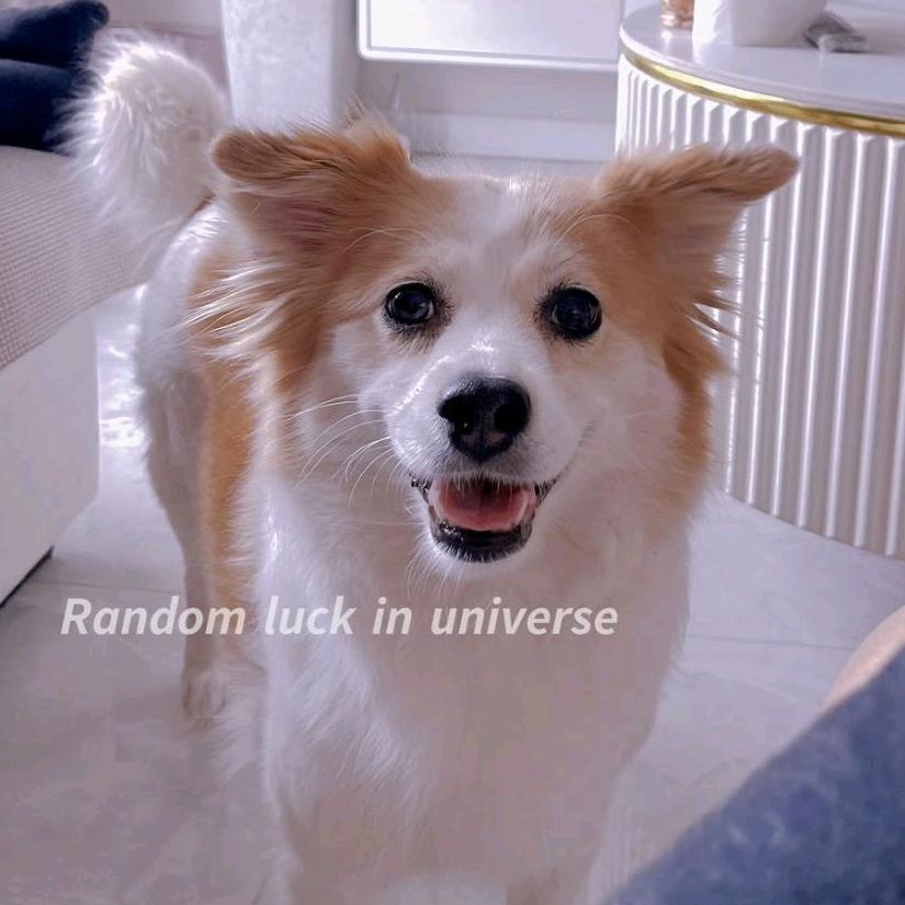 大耳朵萌萌（养🐶好物版）