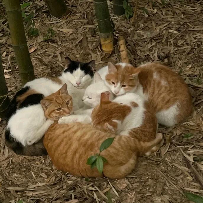 爱吃食物的男孩子