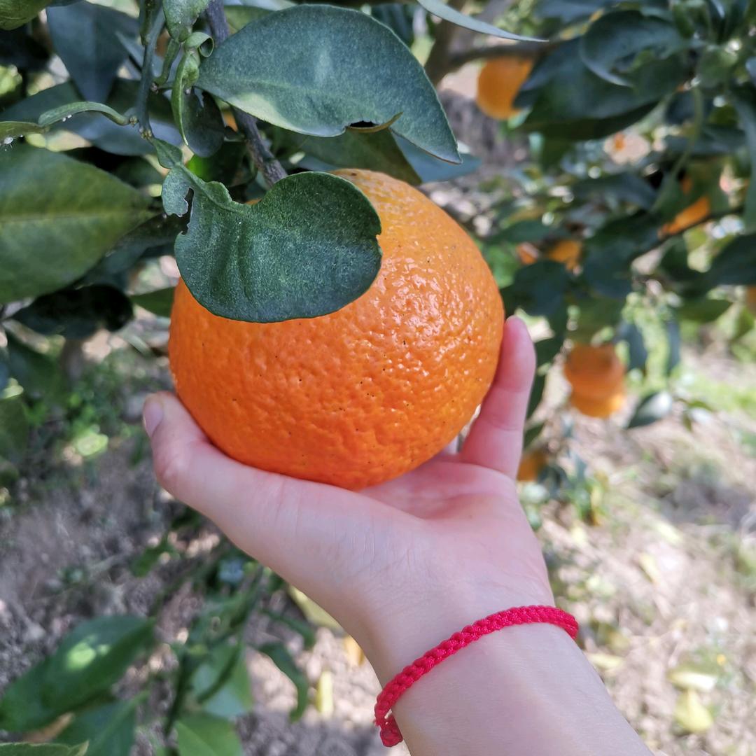 爱吃米粉的西橘