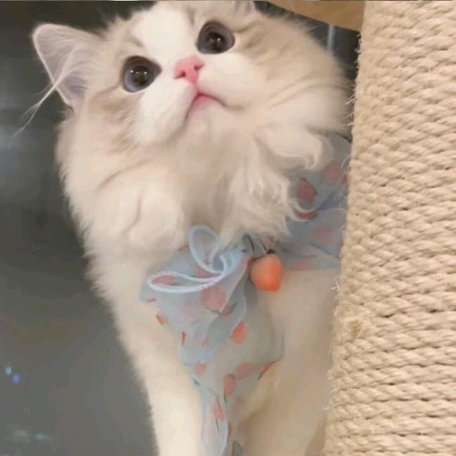 two个鱼丸
