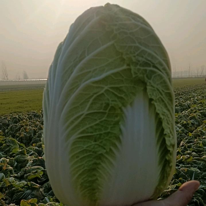 蔬菜产区直销