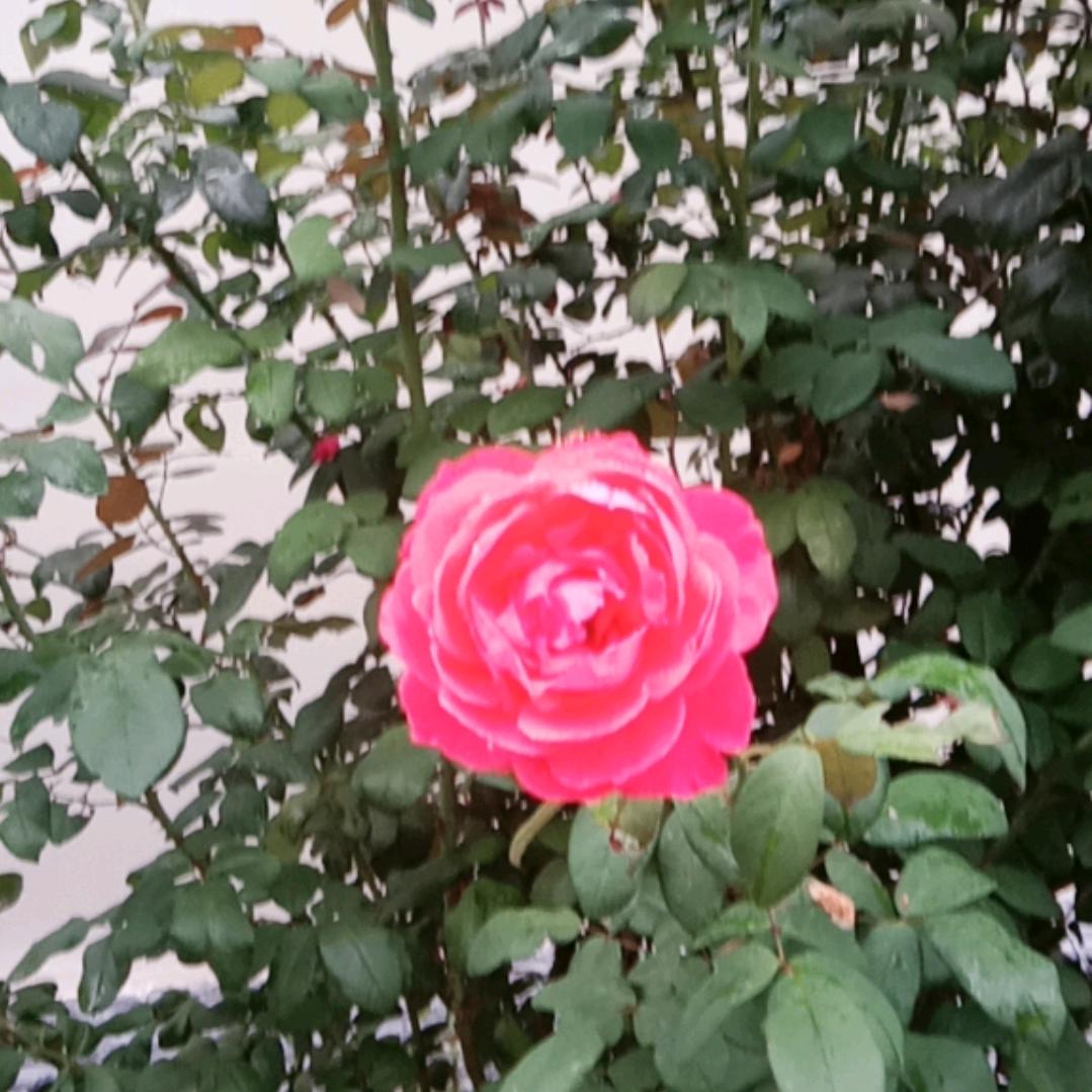 种的李大