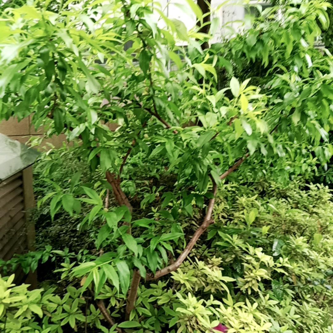 顺心
