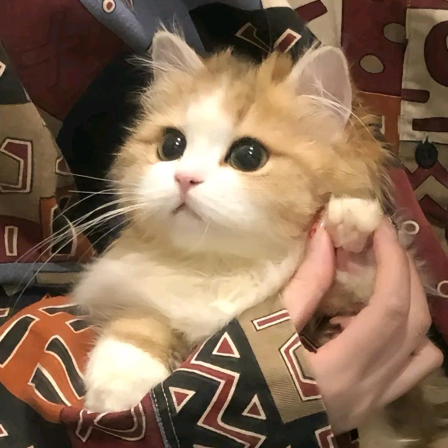 失宠的猫🐈⊙ω⊙