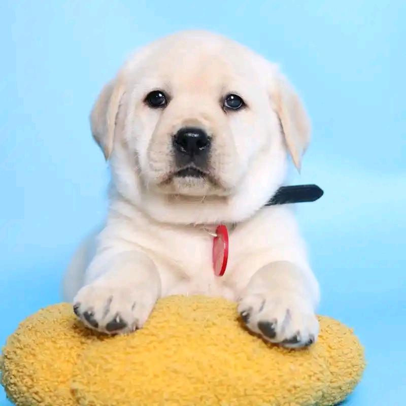 拉布拉多 金毛纯种崽崽