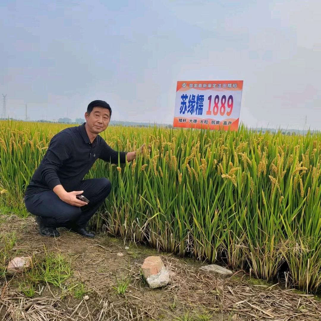 铜陵市郊区汪大虎种子服务中心