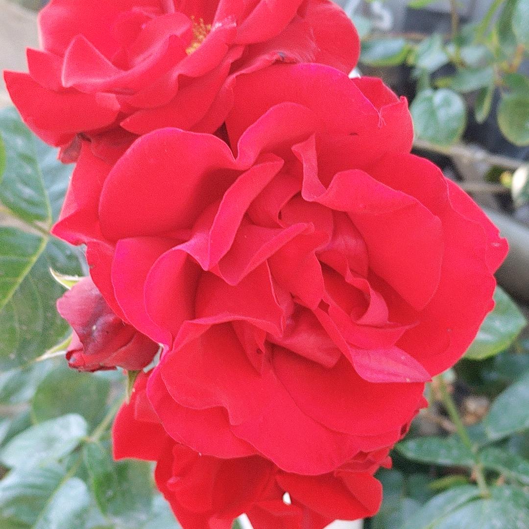 青山中的忘忧草