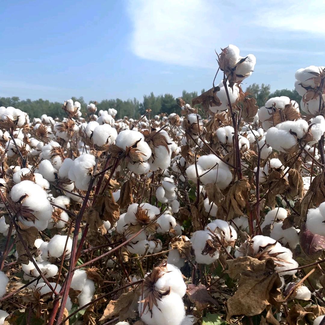 因艾氏棉花技术指导