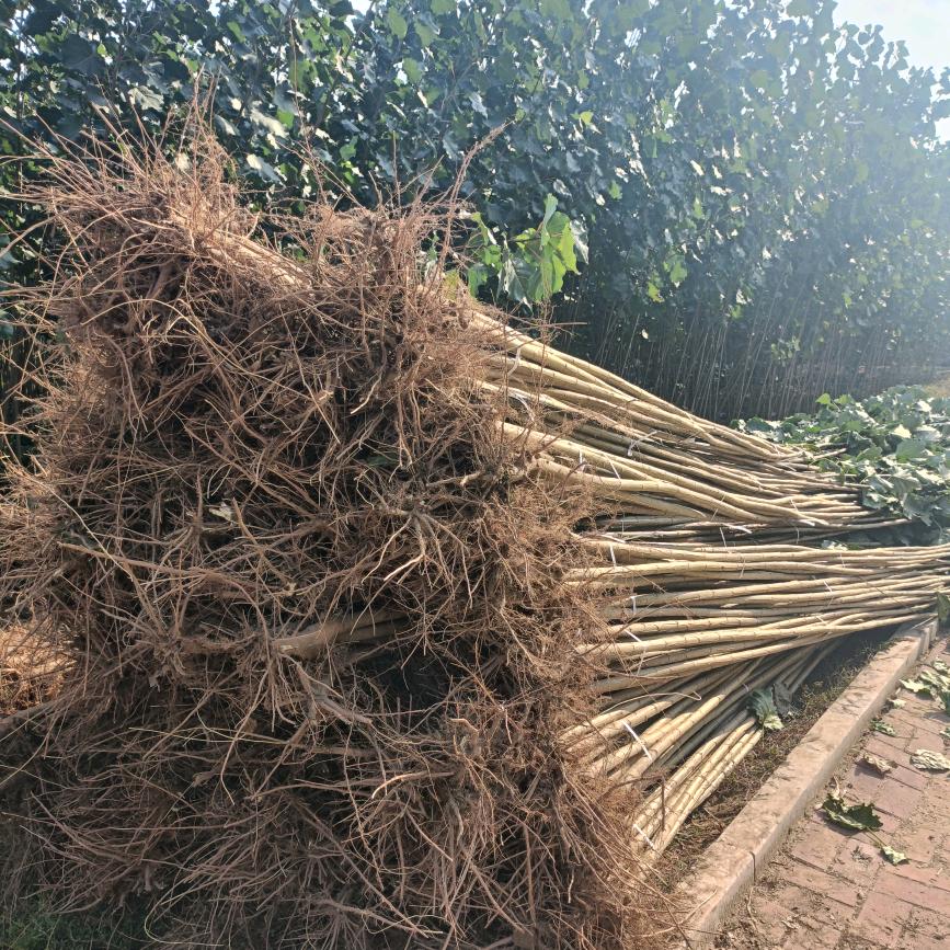 杨树苗—千亩苗木经营林场