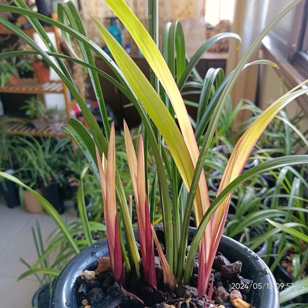 向阳花开:-)
