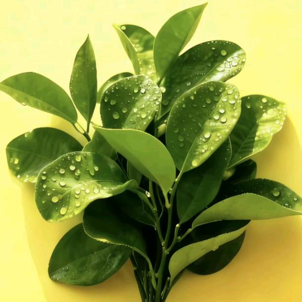 凨凪❗️凮夙💞