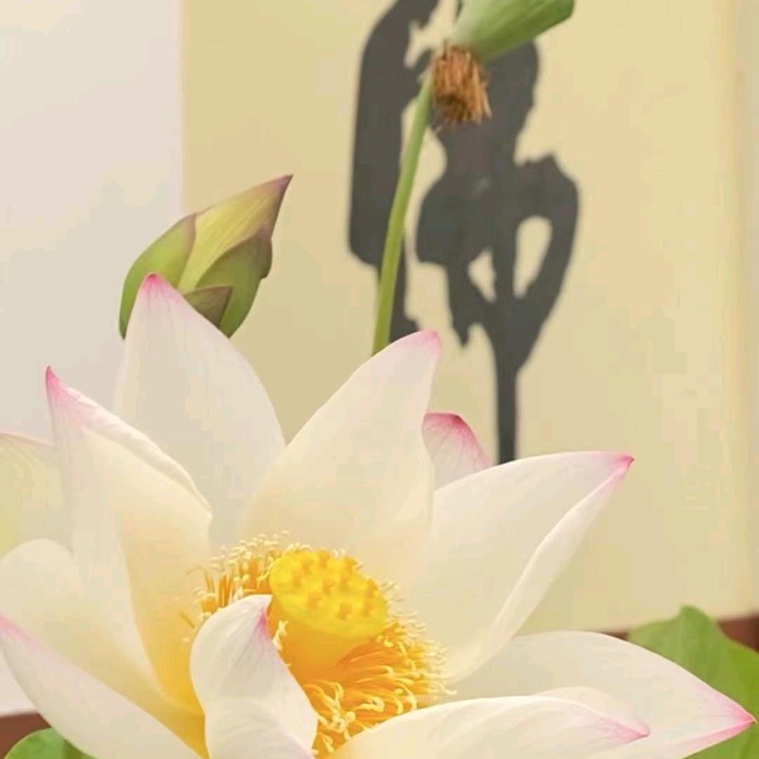 虚空菇凉